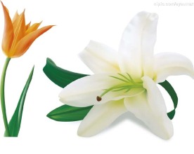 夭量百合花