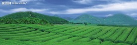 茶林