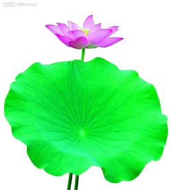 高精度荷花