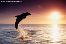 海豚出海壮观景象