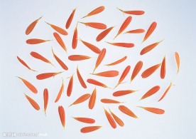 花瓣