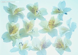 花瓣