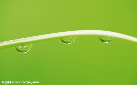 超清晰的树叶摄影