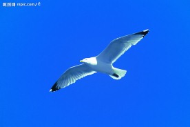 鸟
