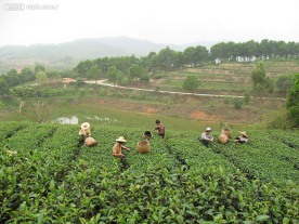 茶林