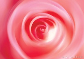 玫瑰花底纹
