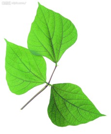 叶子
