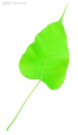 叶子