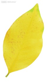 叶子
