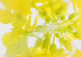 菜花5