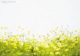 菜花6
