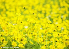 菜花7