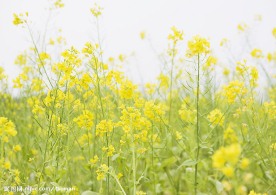 菜花1