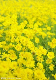 菜花8