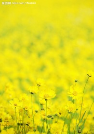 菜花9