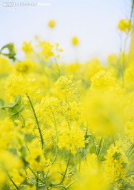菜花3