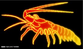 霓虹灯分层素材PSD—海鲜05