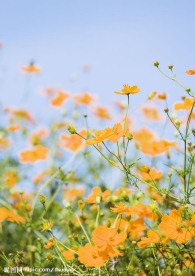 橙色花2
