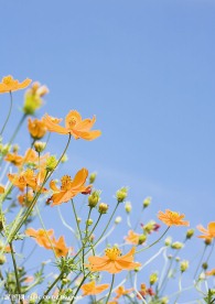 橙色花3