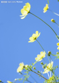 黄色小花1
