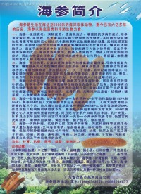 海参宣传单张