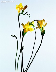 长形状的花花花花