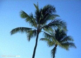 夏威夷风景