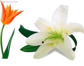 超级写实的郁金香与百合花