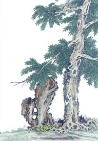 国画系列—古树奇石（63张）