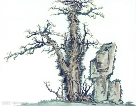 国画系列—古树奇石（63张）