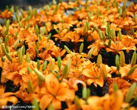 鲜花013