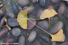 银杏树叶秋正黄