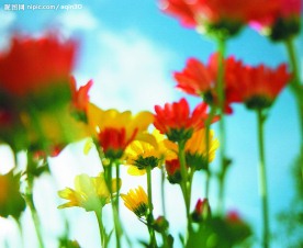 百花争艳