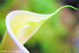 百花争艳
