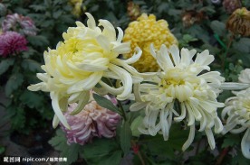 秋菊多彩多姿1