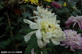 秋菊多彩多姿2