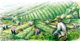 彩绘台湾茶山