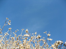 小花２