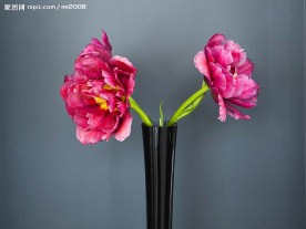 美丽的花！