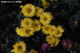 秋菊多彩多姿4