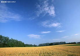蓝天白云田野大地庄稼(老牛爱吃嫩草上传)