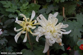 秋菊多彩多姿5