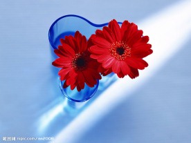 美丽的花！