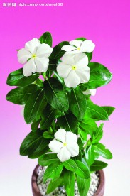 花卉艺术