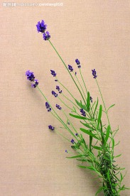 花卉艺术