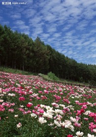 蓝天白云田野大地庄稼(老牛爱吃嫩草上传)