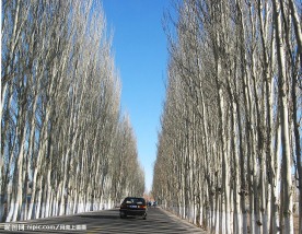 白杨树