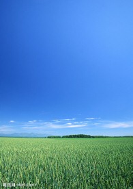 蓝天白云田野大地庄稼(老牛爱吃嫩草上传)