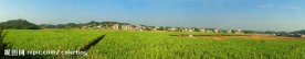 杨叶果蔗基地