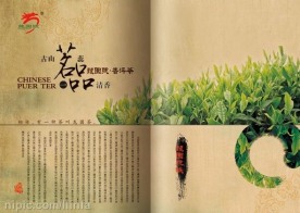 茶叶画册内页之一